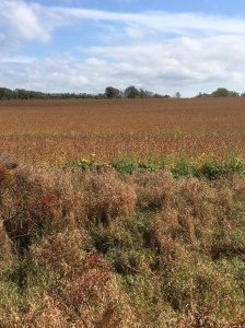Soybean fields
